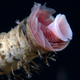 Closeup of tubeworm with hydroids on the external tube. Photo: NOAA Okeanos Explorer Program, Gulf of Mexico 2012 Expedition.